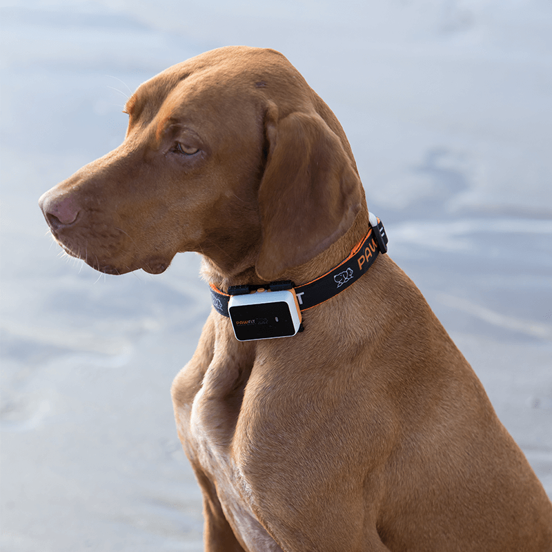 Pawfit 3 Collar Medium